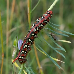 Hyles euphorbiae (Linnaeus, 1758) Wolfsmilchschwärmer
