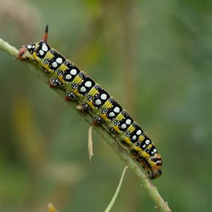 Hyles euphorbiae (Linnaeus, 1758) Wolfsmilchschwärmer