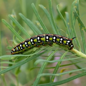 Hyles euphorbiae (Linnaeus, 1758) Wolfsmilchschwärmer