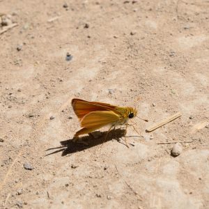 Copaeodes aurantiaca (Hewitson, 1868) Orange Skipperling