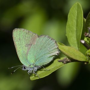 Callophrys rubi (Linnaeus, 1758) Grüner Zipfelfalter