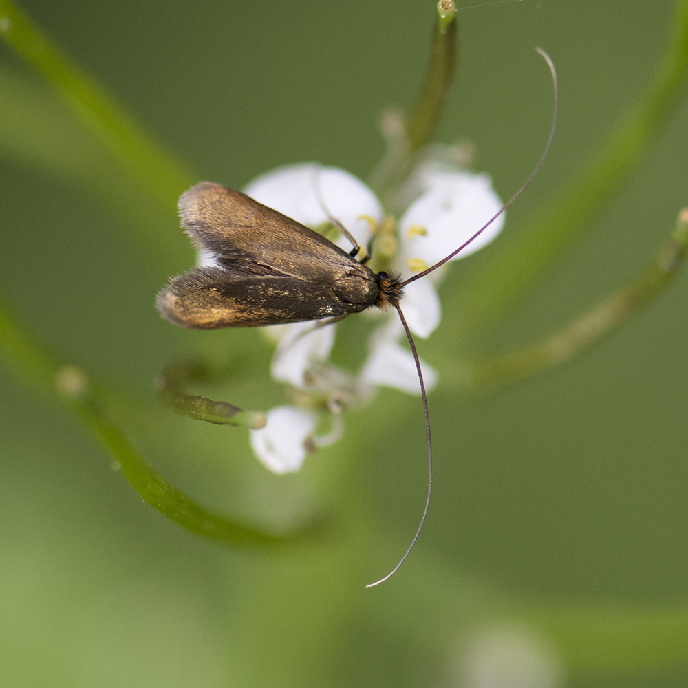 Cauchas rufimitrella (Scopoli, 1763) Rotsilberne Langhornmotte