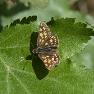 Carterocephalus palaemon (Pallas, 1771) Gelbwürfeliger Dickkopffalter