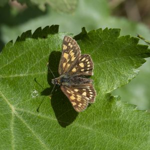 Carterocephalus palaemon (Pallas, 1771) Gelbwürfeliger Dickkopffalter