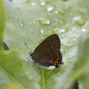 Satyrium pruni (Linnaeus, 1758) Pflaumen-Zipfelfalter