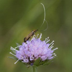 Nemophora metallica (Poda, 1761) Witwenblumen-Langhornfalter