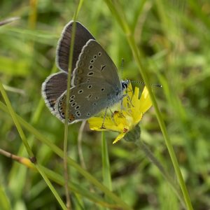 Polyommatus amandus (Schneider, 1792) Vogelwicken-Bläuling