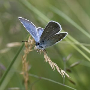 Polyommatus amandus (Schneider, 1792) Vogelwicken-Bläuling