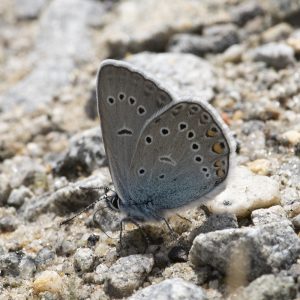 Polyommatus amandus (Schneider, 1792) Vogelwicken-Bläuling