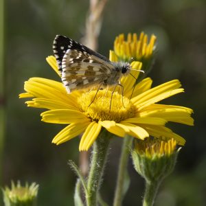 Pyrgus alveus (Hübner, 1803) Sonnenröschen-Würfel-Dickkopffalter