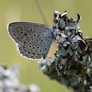 Phengaris arion (Linnaeus, 1758) Quendel-Ameisenbläuling