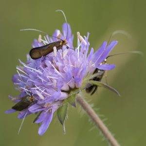 Nemophora metallica (Poda, 1761) Witwenblumen-Langhornfalter