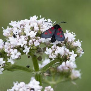 Zygaena viciae (Denis & Schiffermüller, 1775) Kleines Fünffleck-Widderchen