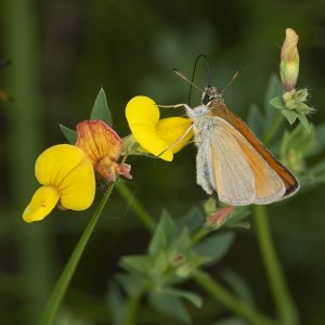 Thymelicus lineola (Ochsenheimer, 1808) Schwarzkolbiger Braundickkopffalter