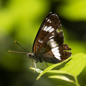 Limenitis camilla (Linnaeus, 1764) Kleiner Eisvogel