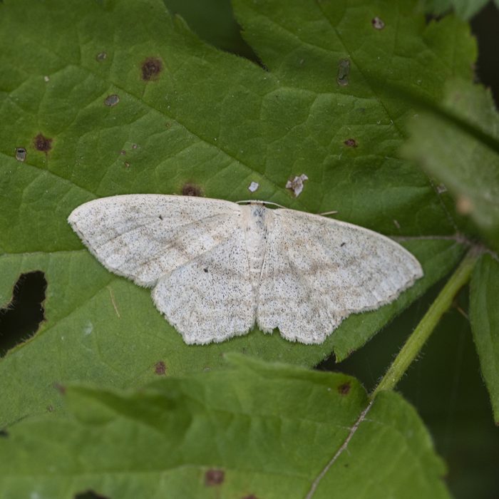 Scopula nigropunctata (Hufnagel, 1767) Eckflügel-Kleinspanner