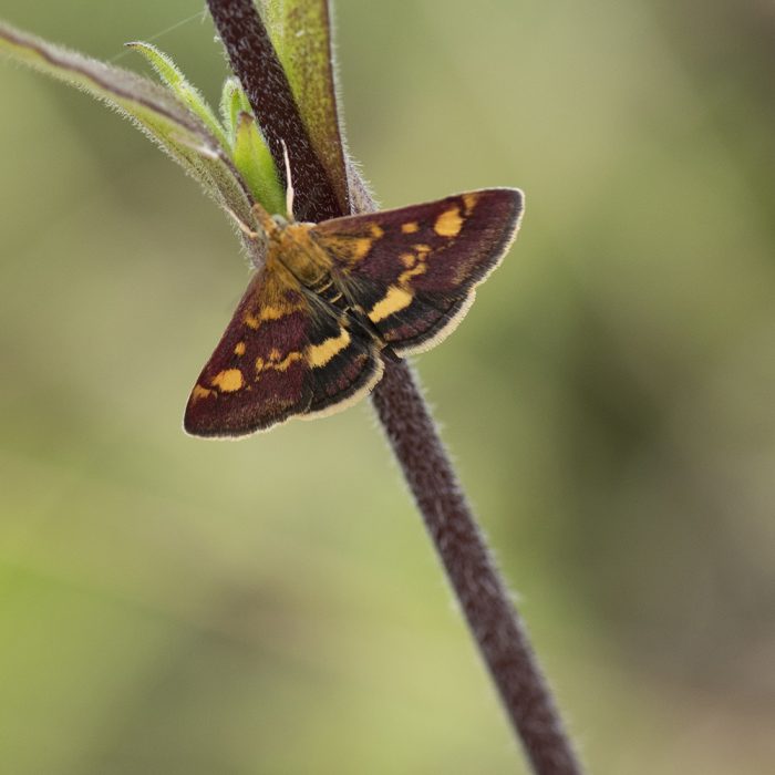 Pyrausta aurata (Scopoli, 1763) Goldzünsler, Purpurzünsler