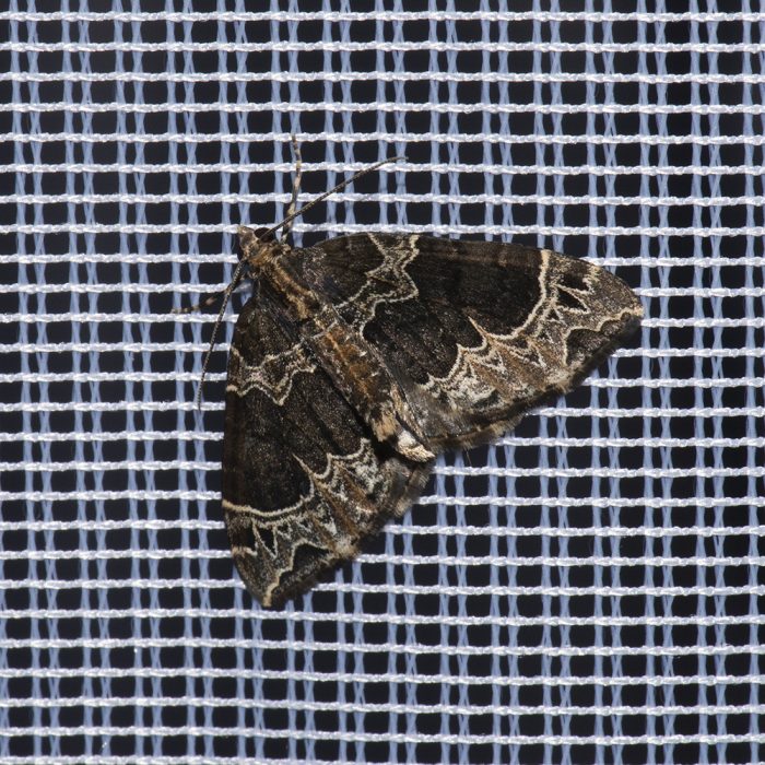 Ecliptopera silaceata (Denis & Schiffermüller, 1775) Braunleibiger Springkrautspanner