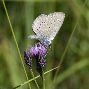 Phengaris teleius (Bergsträsser, 1779) Heller Wiesenknopf-Ameisenbläuling