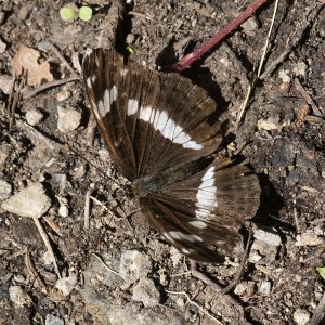 Limenitis camilla (Linnaeus, 1764) Kleiner Eisvogel