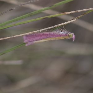 Oncocera semirubella (Scopoli, 1763) Rhabarberzünsler