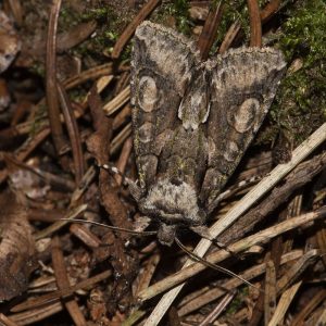 Allophyes oxyacanthae (Linnaeus, 1758) Weißdorneule