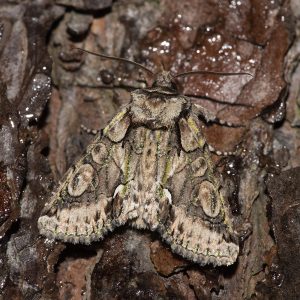 Allophyes oxyacanthae (Linnaeus, 1758) Weißdorneule