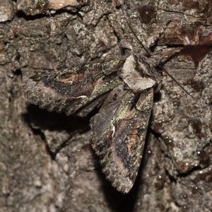 Allophyes oxyacanthae (Linnaeus, 1758) Weißdorneule