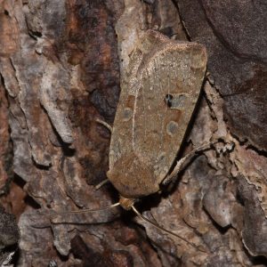 Conistra erythrocephala (Denis & Schiffermüller, 1775) Rotkopf-Wintereule