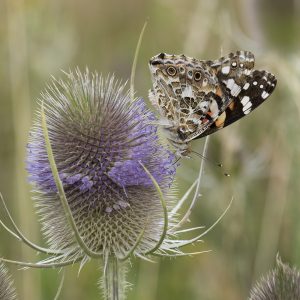 Vanessa cardui (Linnaeus, 1758) Distelfalter