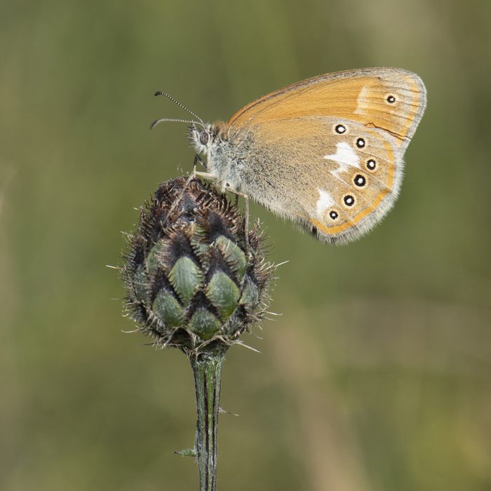 Coenonympha glycerion (Borkhausen, 1788) Rotbraunes Wiesenvögelchen