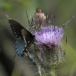 Battus philenor (Linnaeus, 1771) Pipevine Swallowtail