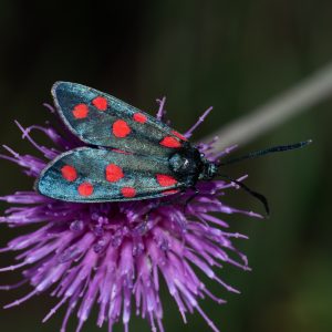 Zygaena transalpina subsp. pseudoalpina