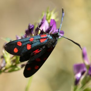 Zygaena transalpina subsp. pseudoalpina