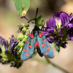 Zygaena transalpina subsp. pseudoalpina
