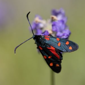 Zygaena transalpina subsp. pseudoalpina
