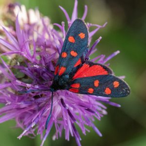 Zygaena transalpina subsp. pseudoalpina