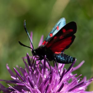 Zygaena transalpina subsp. pseudoalpina