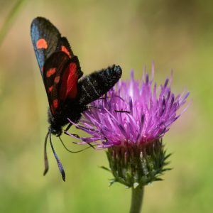 Zygaena transalpina subsp. pseudoalpina