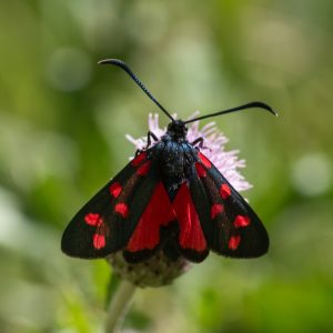 Zygaena transalpina subsp. pseudoalpina