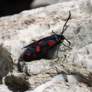 Zygaena transalpina subsp. pseudoalpina