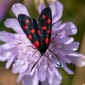 Zygaena transalpina subsp. pseudoalpina