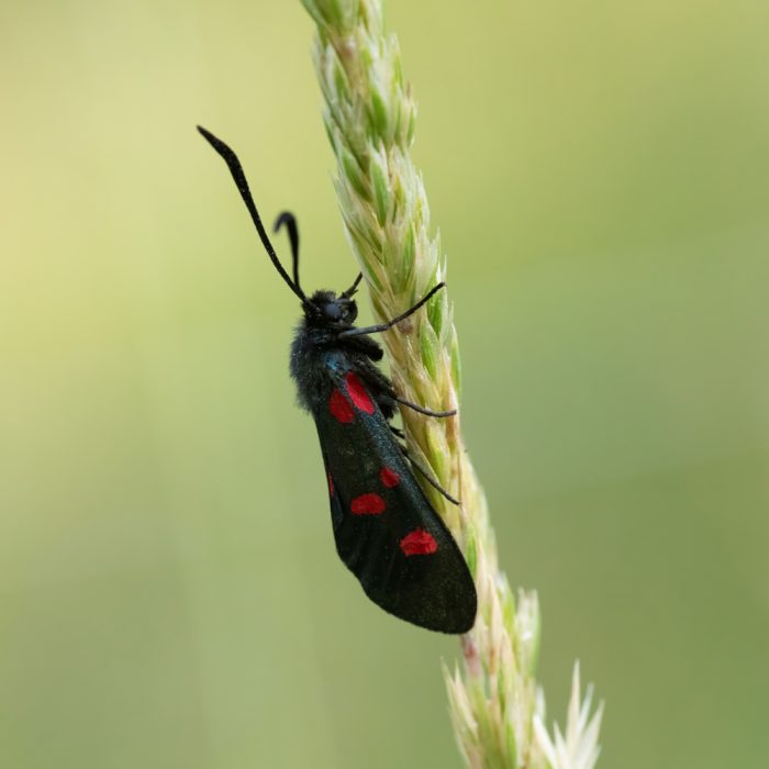Zygaena lonicerae (Scheven, 1777) Großes Fünffleck-Widderchen, Klee-Widderchen