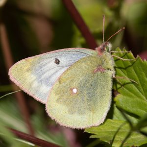 Colias phicomone (Esper, 1780) Alpen-Gelbling