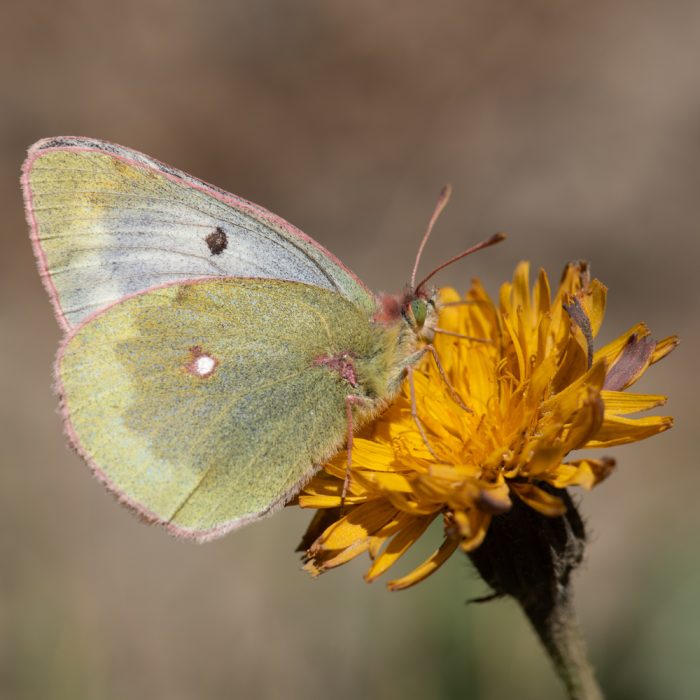 Colias phicomone (Esper, 1780) Alpen-Gelbling
