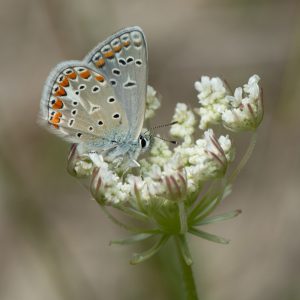 Polyommatus thersites (Cantener, 1835) Kleiner Esparsetten-Bläuling
