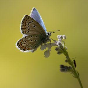 Polyommatus thersites (Cantener, 1835) Kleiner Esparsetten-Bläuling