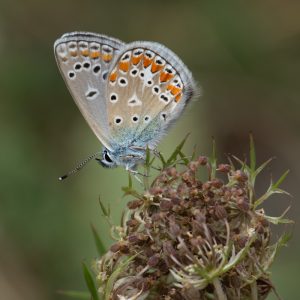Polyommatus thersites (Cantener, 1835) Kleiner Esparsetten-Bläuling