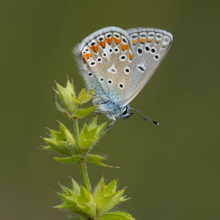 Polyommatus thersites (Cantener, 1835) Kleiner Esparsetten-Bläuling