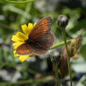 Erebia epiphron (Knoch, 1783) Knochs Mohrenfalter